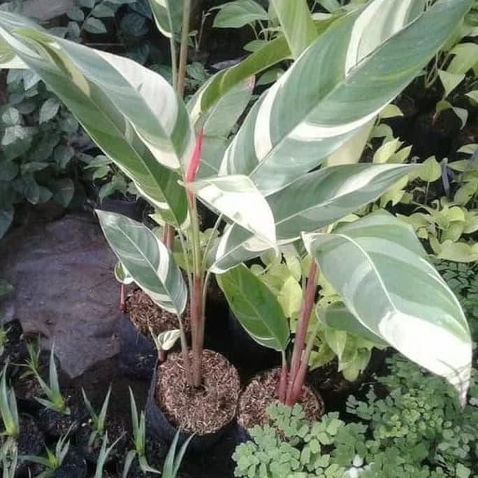 Heliconia Variegata, Heliconia Varigata, Pisang-Pisangan Heliconia