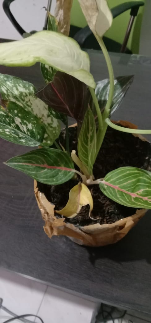 ⭐aglonema⭐ Paket 2 (tisue, Legacy, Snow White, Rothundum Aceh)