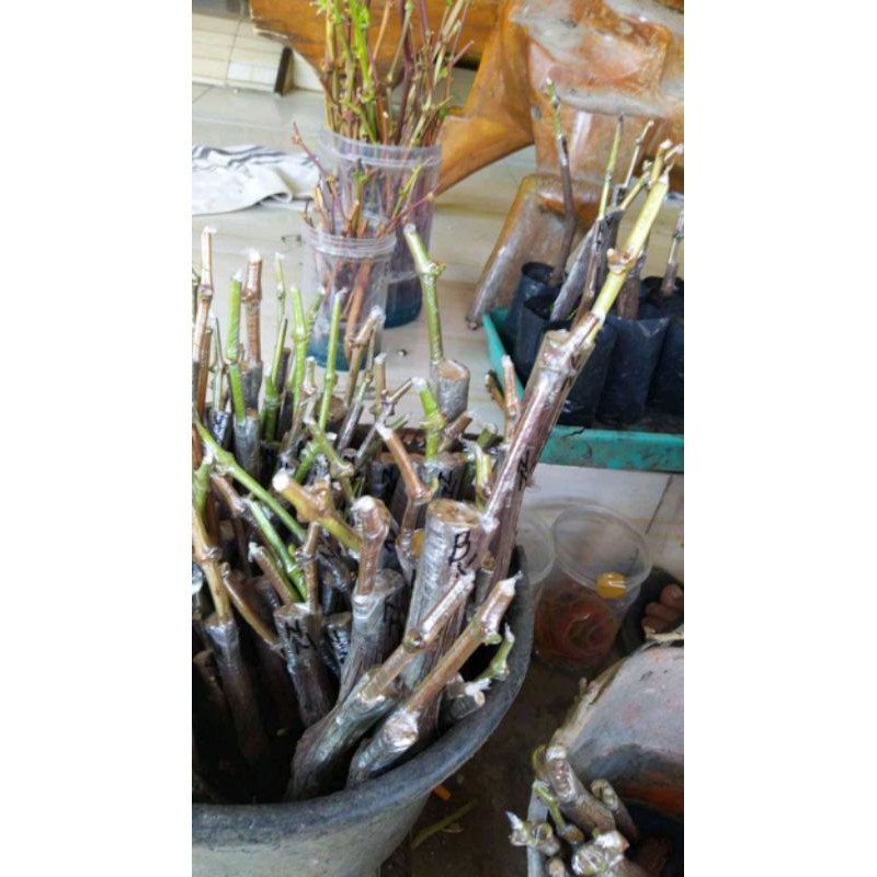 cutting grafting anggur impor ory {berkualitas}