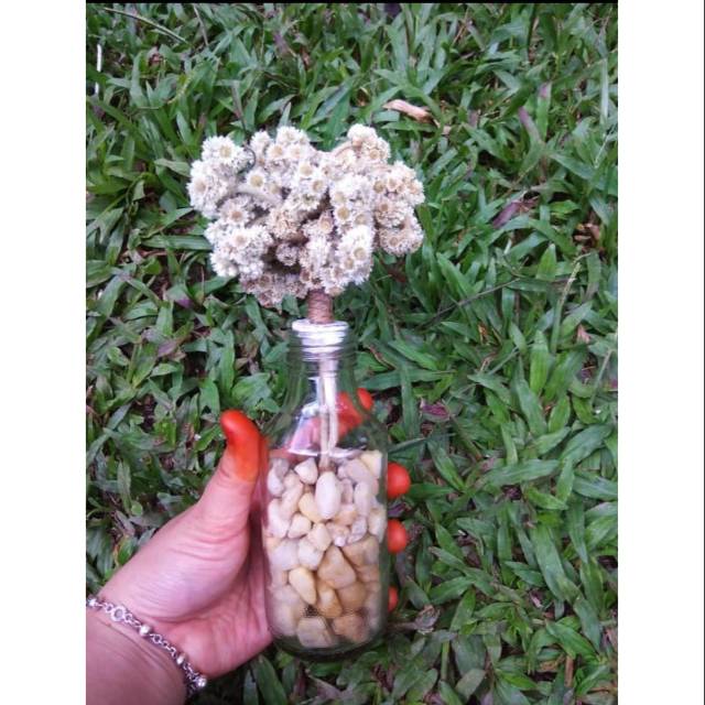 Kado ultah/bunga kering/botol bunga edelweis/Bunga botol edelweis