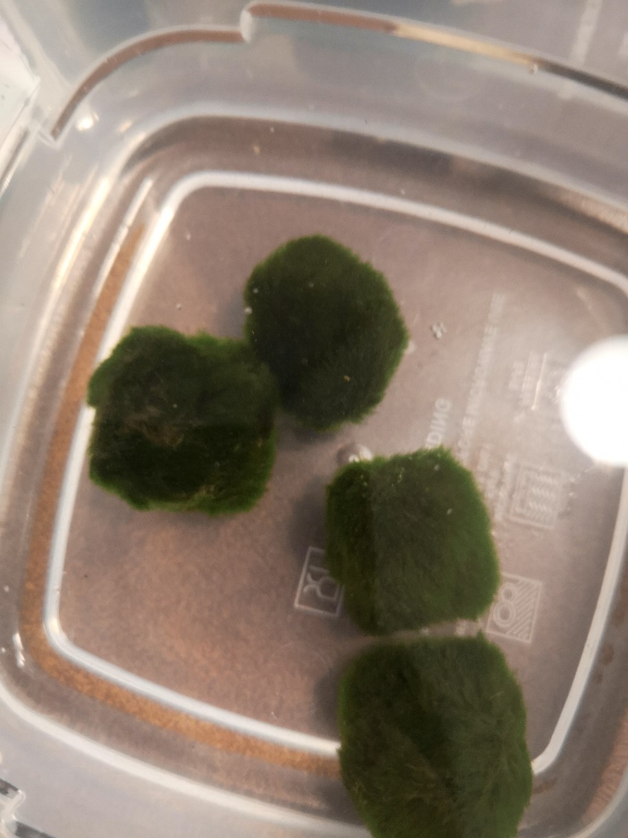 Marimo Moss Ball Alga Jepang Satuan Ukuran 3 - 3.5 Cm