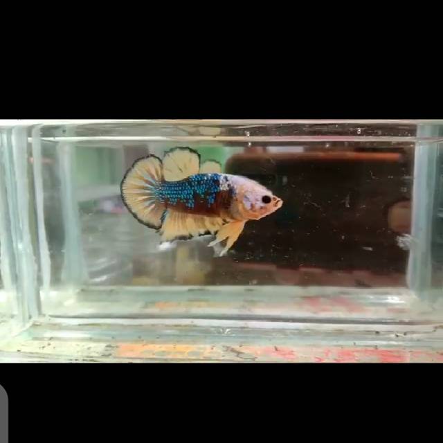 

Cupang yellow fancy