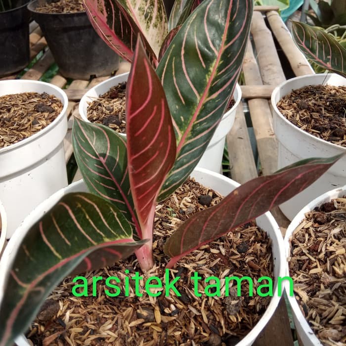 tanaman hias aglonema red sumatra - aglonema red sumatra