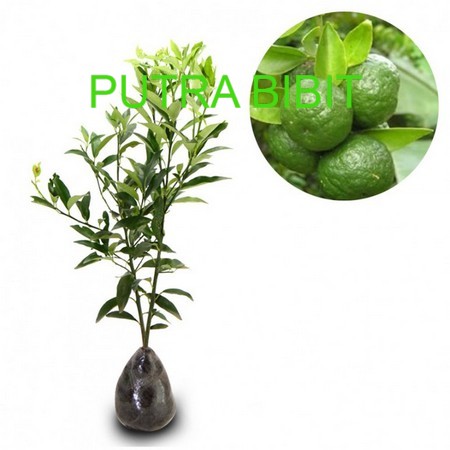 bibit buah jeruk limau / tanaman buah jeruk limau