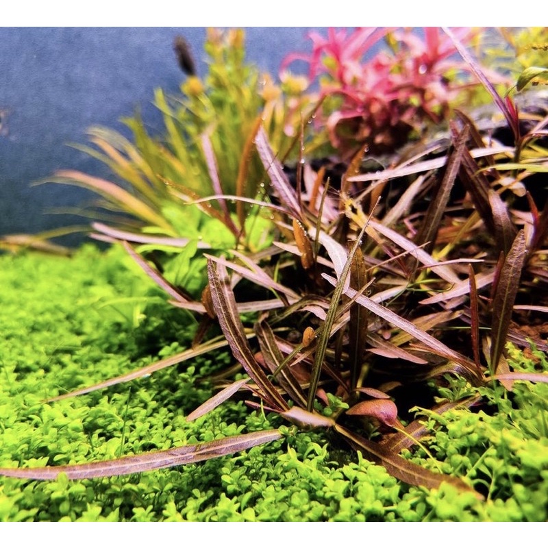 Hygrophila lanceolata araguaia ( tanaman aquascape tanpa co2 )