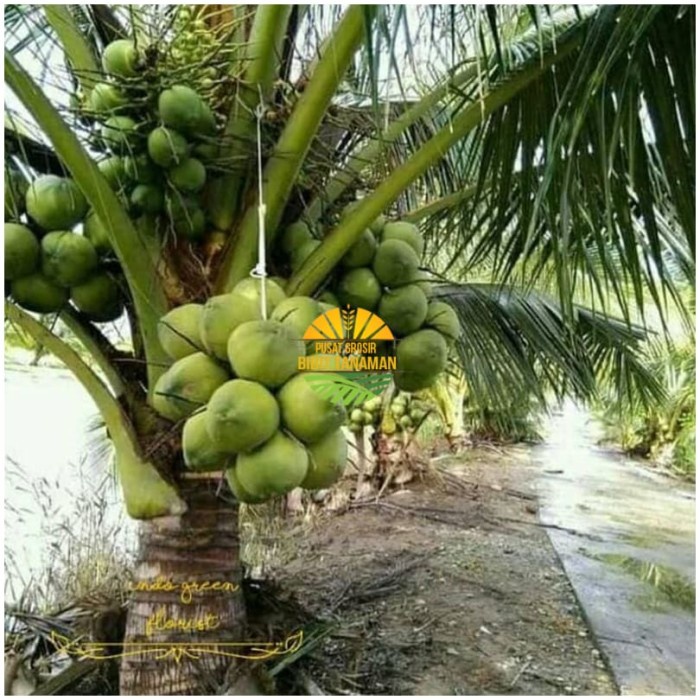 Bibit kelapa wulung / kelapa hijau wulung / kelapa ijo asli 1000%