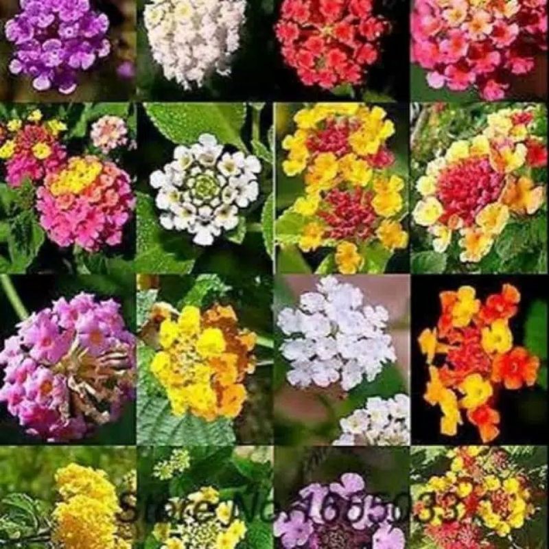 Bunga lantana cemara paket 10 polybag