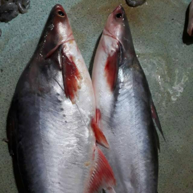 

Ikan patin