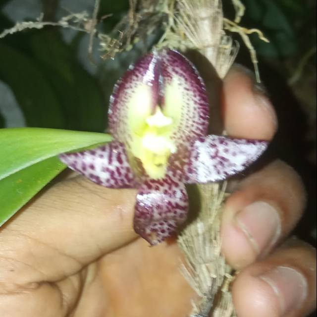 Anggrek bulbophyllum Macranthum