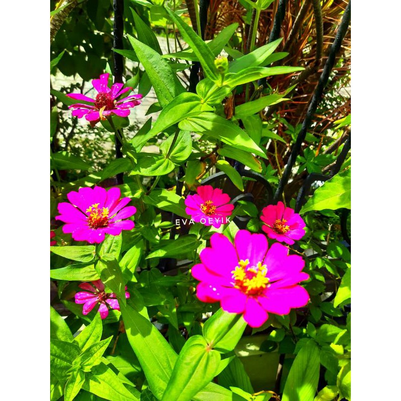 Bibit biji bunga kembang kertas