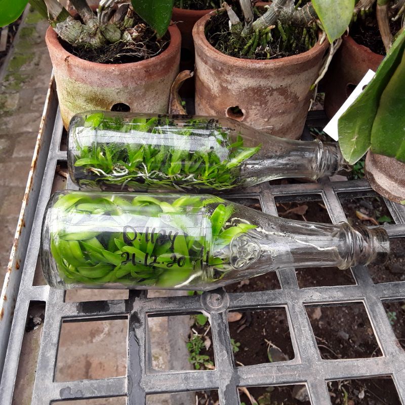 anggrek botol botolan dendrobium keriting bukan anggrek bulan anggrek hitam