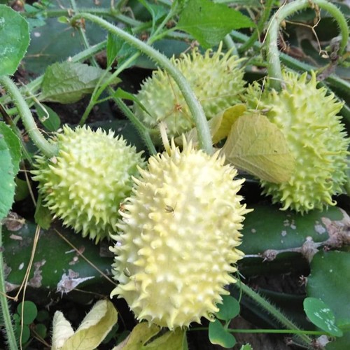 Benih Bibit Biji - Pepino Del Monte / West Indian Gerkhin (Cucumis anguria) Seeds