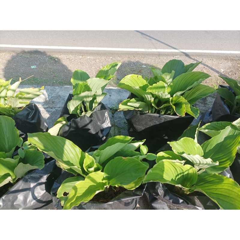 Bibit Tunas Kunyit Hitam