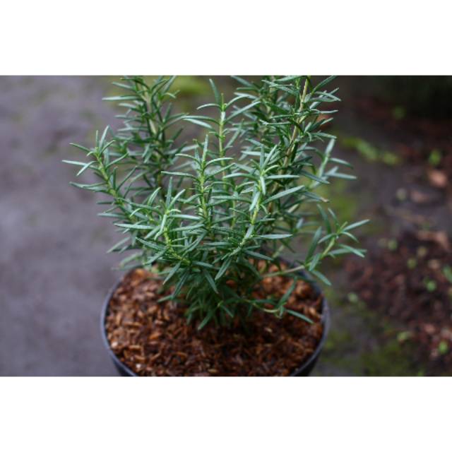Rosemary, tanaman rosemary, bunga rosemary,  bunga hias, tanaman hias, bibit benih, bibit bunga