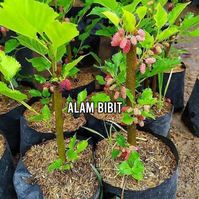 1 PAKET BIBIT MURBEI ISI 2 BIBIT