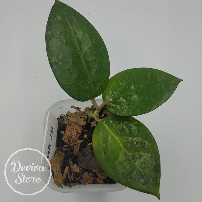 Tanaman Hias Hoya Ma20 Sp Nganjuk Plus Pot Tandoseller