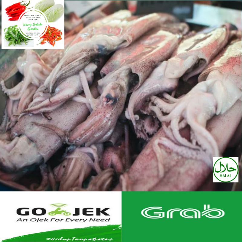 

Ikan Asin Cumi Segar fresh 500 Gram Murah