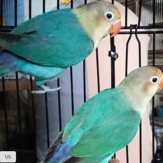 Burung Lovebird  Klep Sepasang | PB | Parblue | Turquoise | Adeeva Point