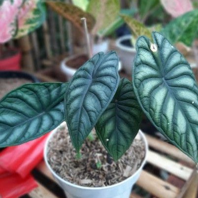 KELADI TENGKORAK /ALOCASIA Dragon scale