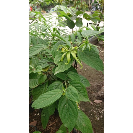 bibit kembang kenanga