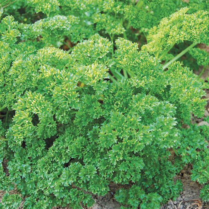 Benih-Bibit Parsley Kerinting Moss Curled (Haira Seed)