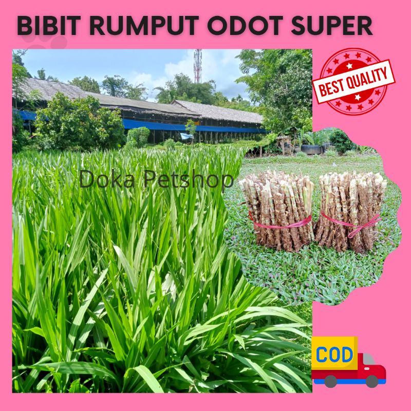 Bibit Rumput Odot Super Jumbo Pakan Ternak sapi kambing kelinci