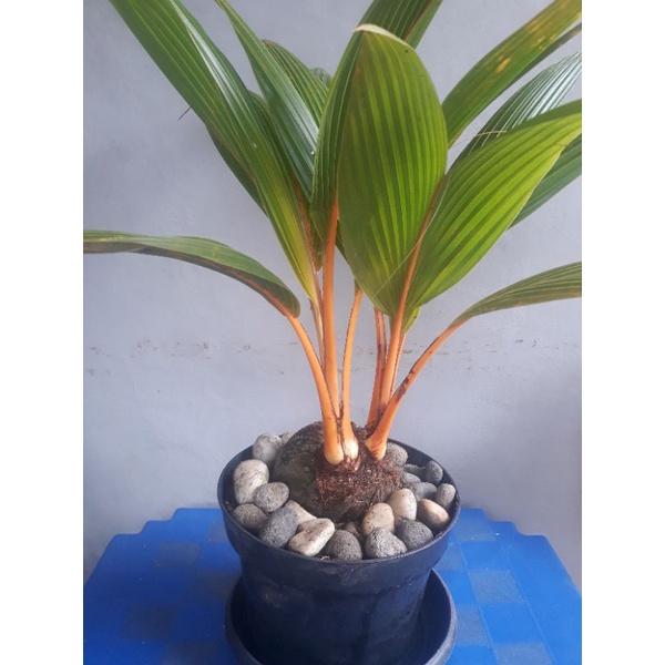 kelapa gading orange kembar