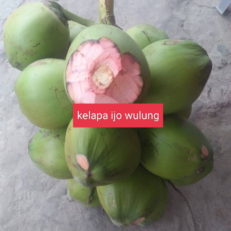 

KELAPA IJO WULUNG