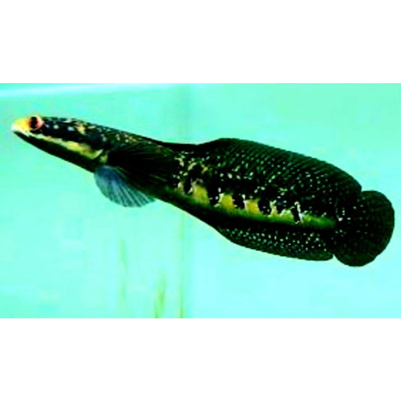 Marulius barito/green marulius/green maru/free packing