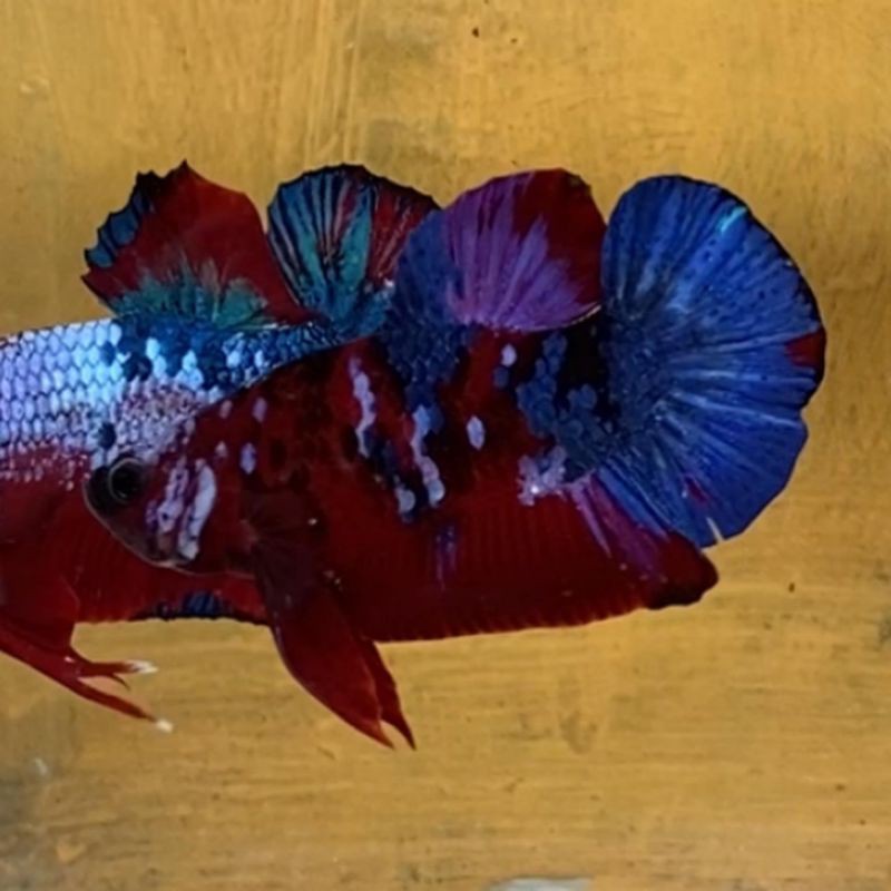 Cupang Red Koi Galaxy