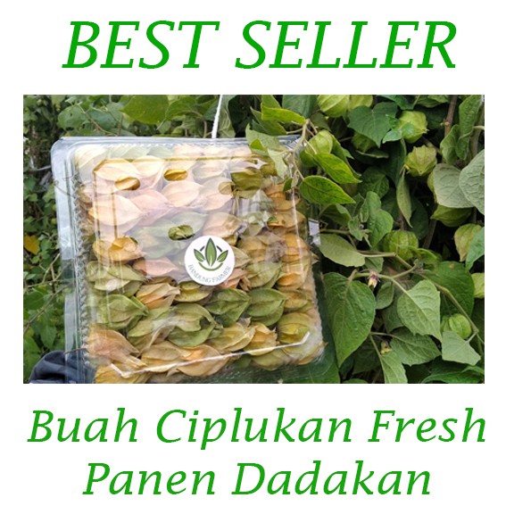 

Ciplukan fresh 500 gram/ 5 ons langsung dari kebun