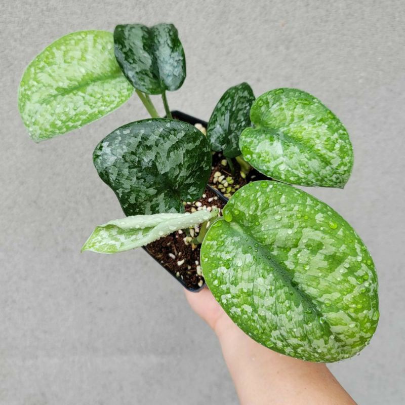 tanaman hias bunga gantung rambat scindapsus silver splash