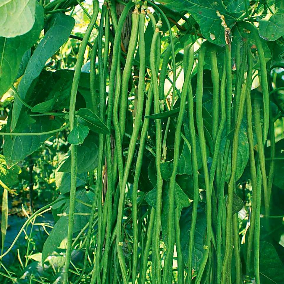 Benih Bibit KACANG PANJANG SABRINA - KATRINA - KANTON TAVI - Termurah