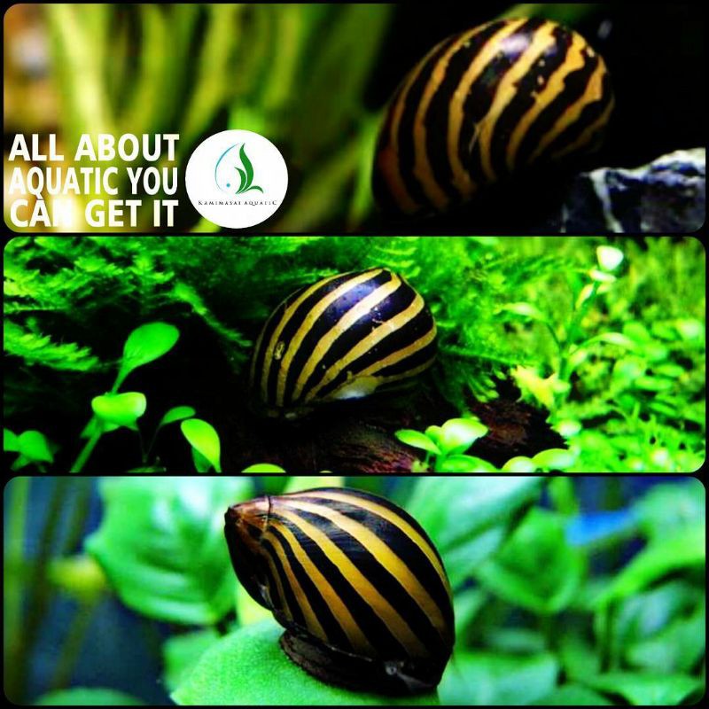 keong turbo untuk aquarium dan aquascape