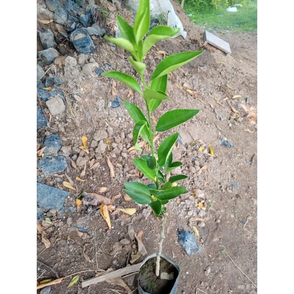 

bibit jeruk santang madu