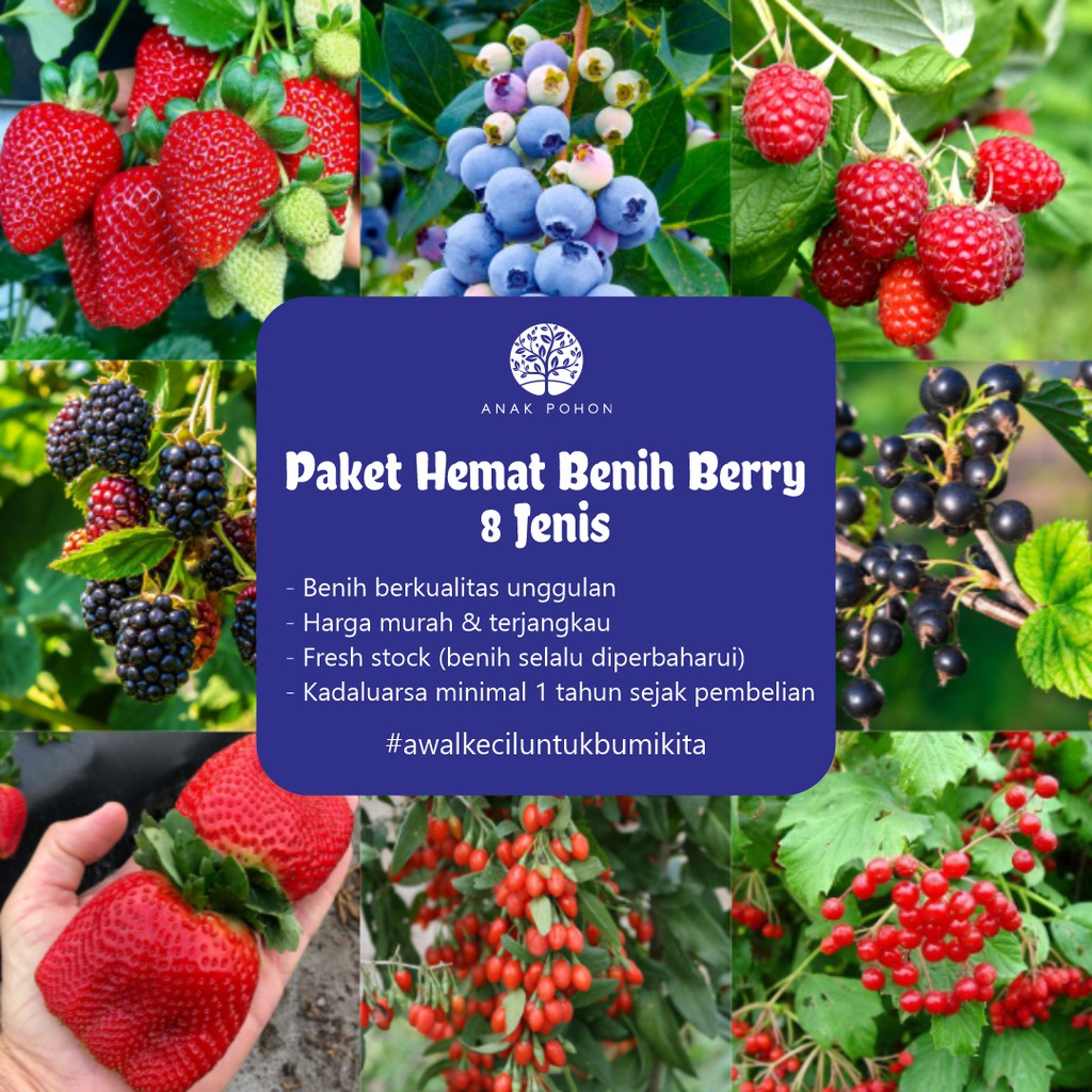 PAKET HEMAT - Benih Buah Berry Berries Fruit 8 Jenis Seeds - Total 40 Biji - Bibit Strawberry Blueberry Raspberry Cranberry Goji Berry Blackcurrant Blackberry