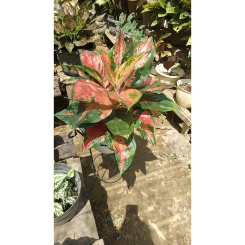 aglonema kochin eboni