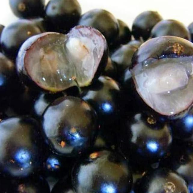 H4J Cler Bibit Tanaman Buah Anggur Brazil 40 Cm W4Ge