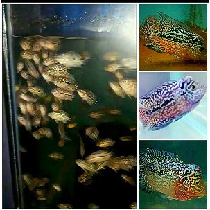 KING KAMFA F2 Limited