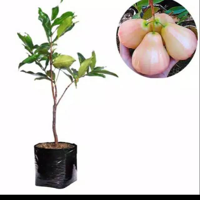 Bibit jambu air king rose