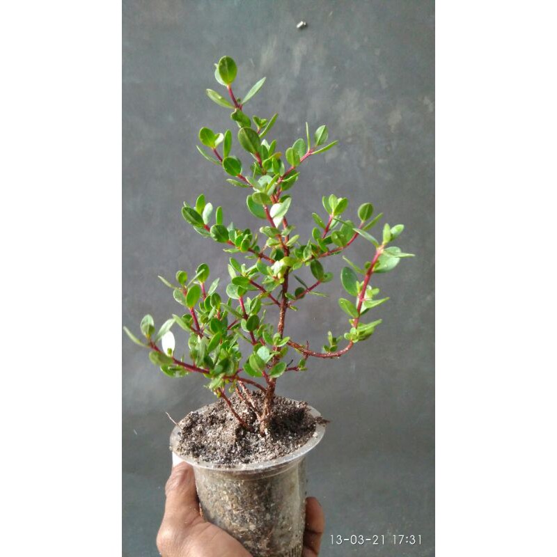 BIBIT BONSAI SANTIGI BAHAN BONSAI MAME