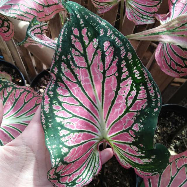 Keladi wayang -tanaman hias hidup -bunga hidup tanaman hias -bunga hidup tanaman hias murah -tanaman