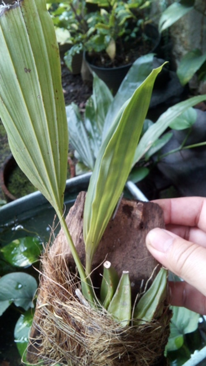 Bulbophyllum Lobii