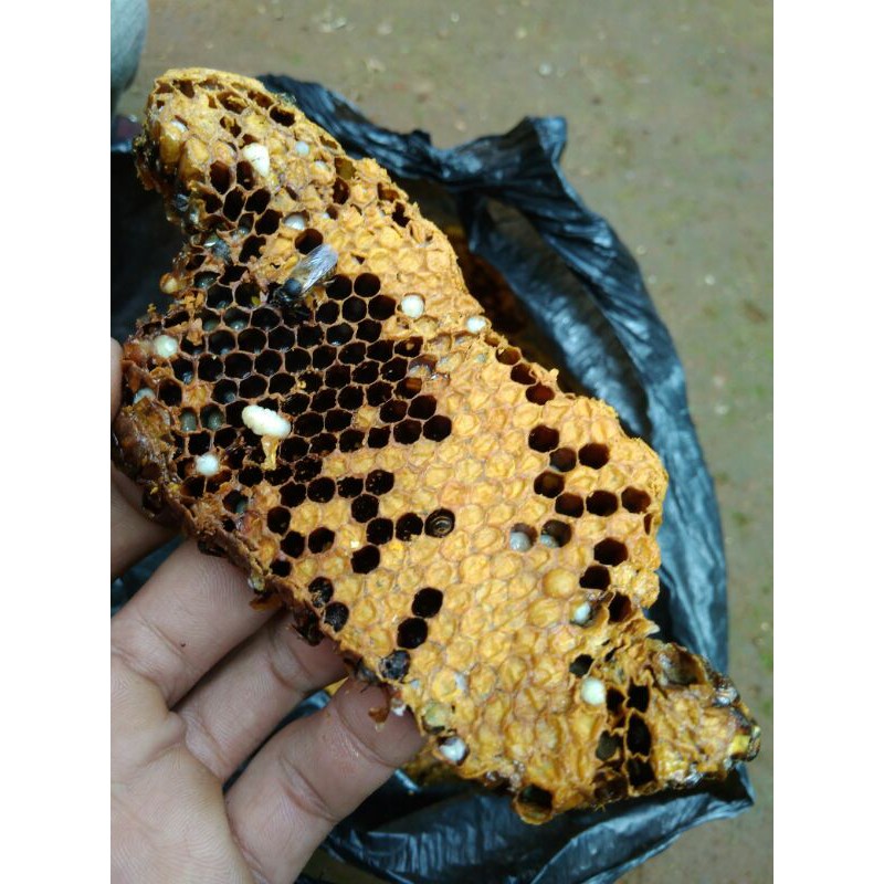larva lebah Tawon Vespa pakan umpan pancing Galatama