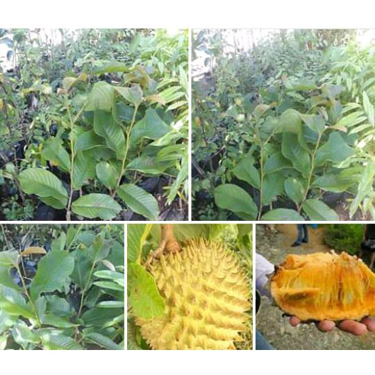 surikaya durian