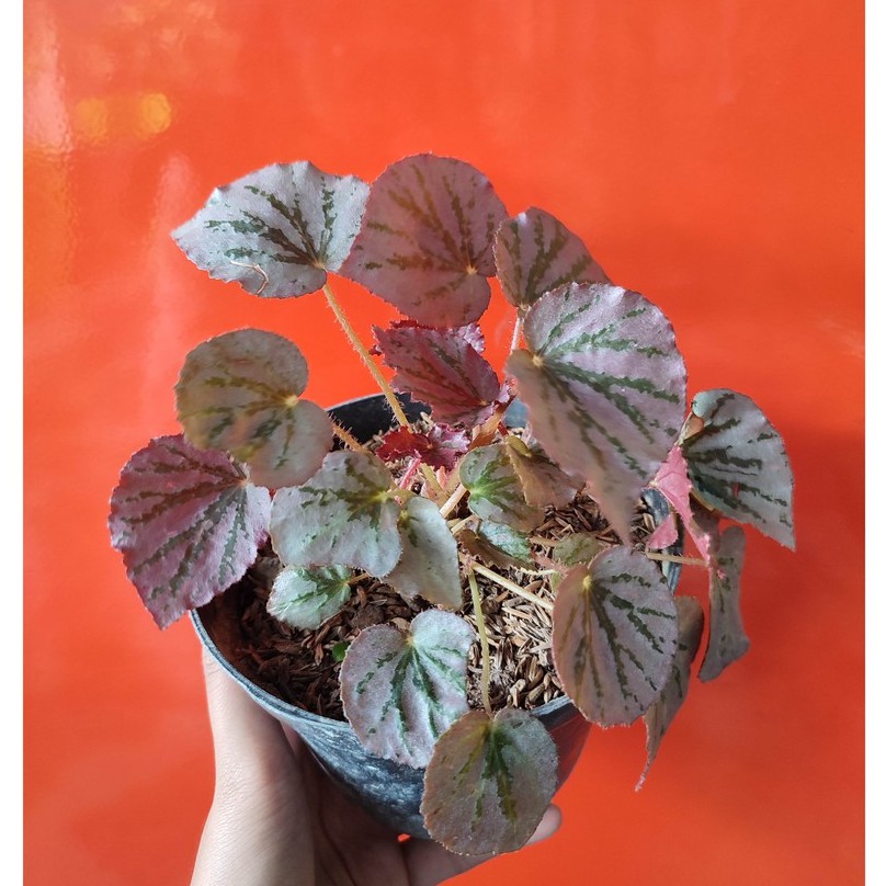 Bunga Begonia Gantung Cantik Murah