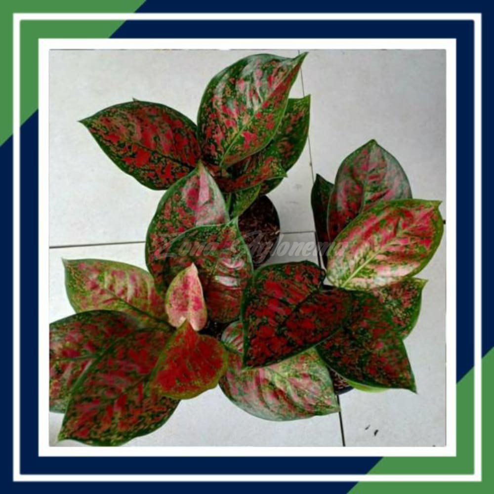 COD RED SPIDER ZONA AGLONEMA ( TANAMAN HIAS ZONA AGLONEMA)