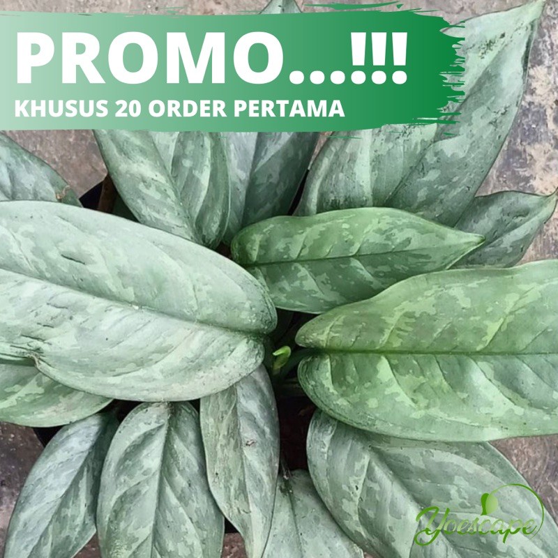 DIVEN SILVER - DIEFFENBACHIA SILVER