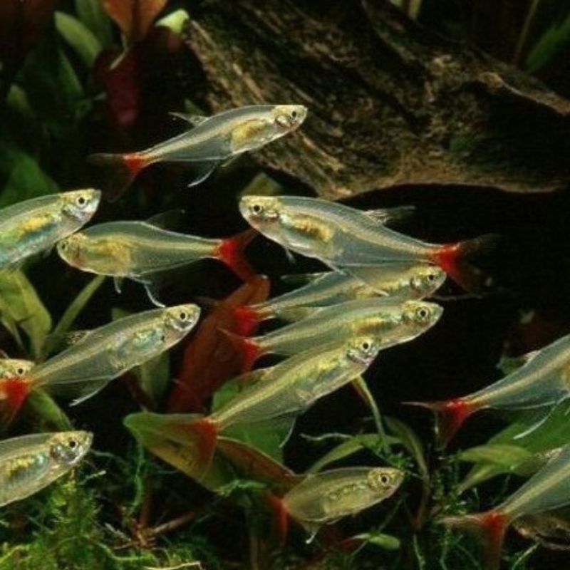 

paketan bloodfin 100 ekor