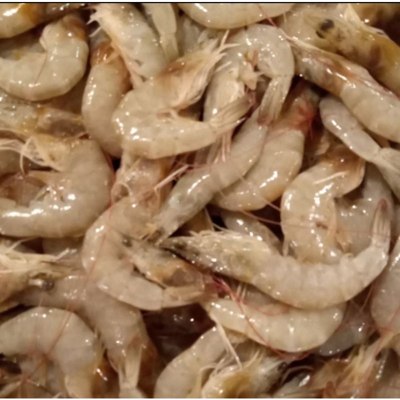 

udang peci fresh dan segar